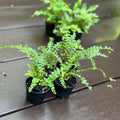 Lemon Button Fern Live Houseplant, Easy Care Miniature Fern (2.5 Inch Pot)