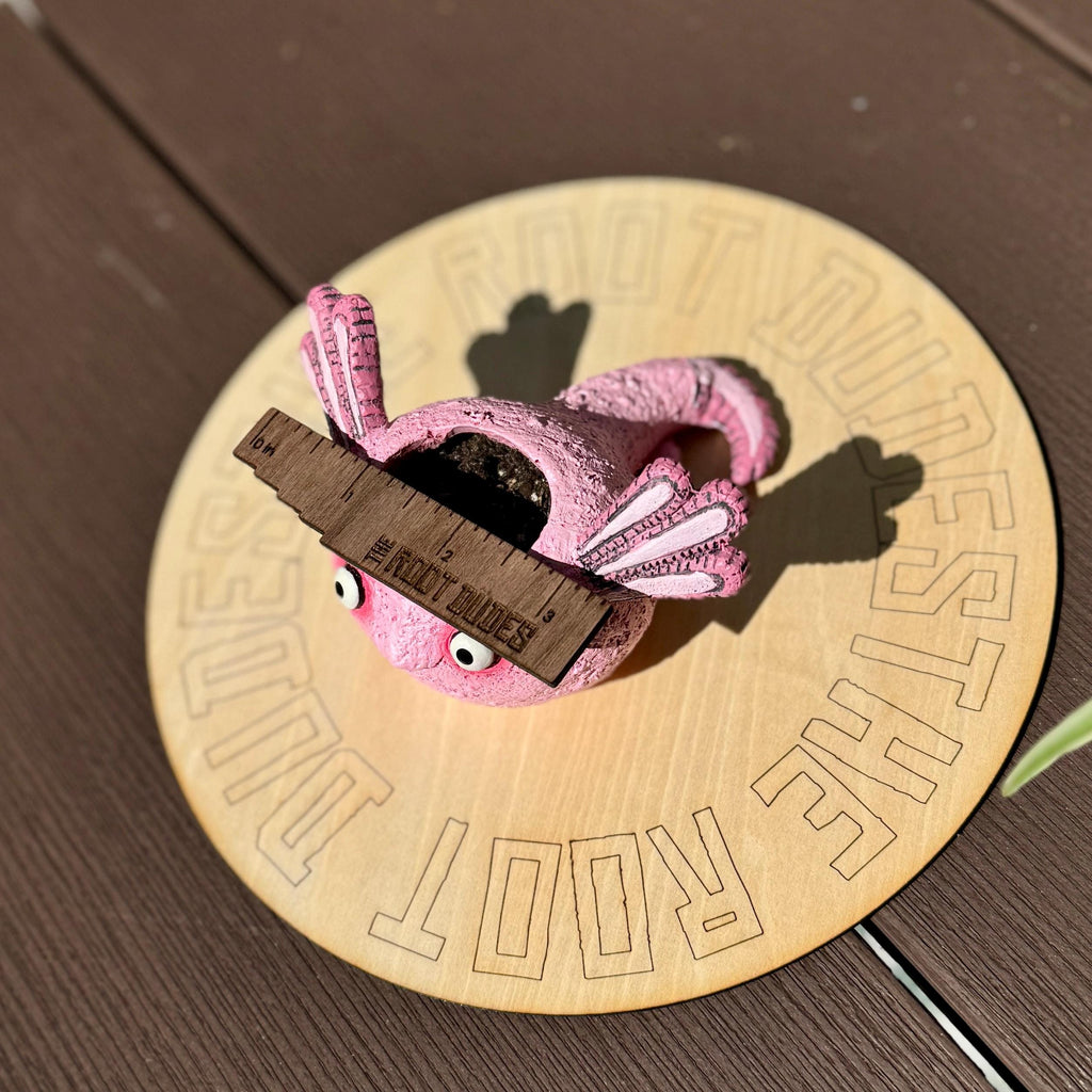 Axolotl Succulent Planter | Small Animal Plant Pot