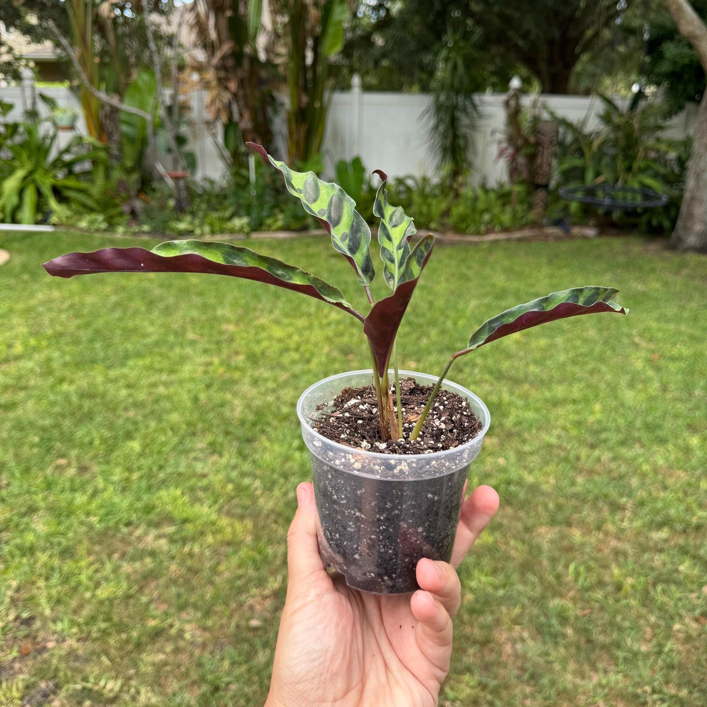 Calathea Rattlesnake Plant | Lancifolia Prayer Plant, Tropical Houseplant (4 Inch Pot)