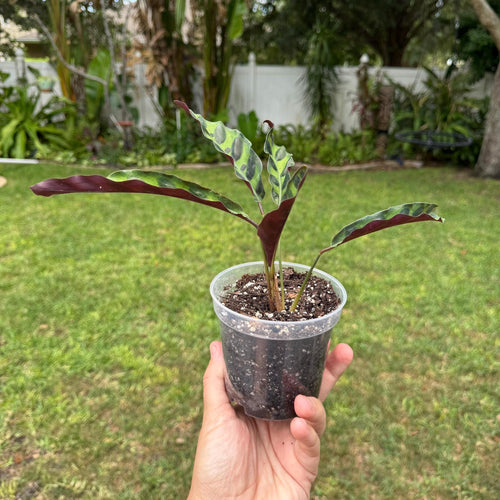 Calathea Rattlesnake Plant | Lancifolia Prayer Plant, Tropical Houseplant (4 Inch Pot)