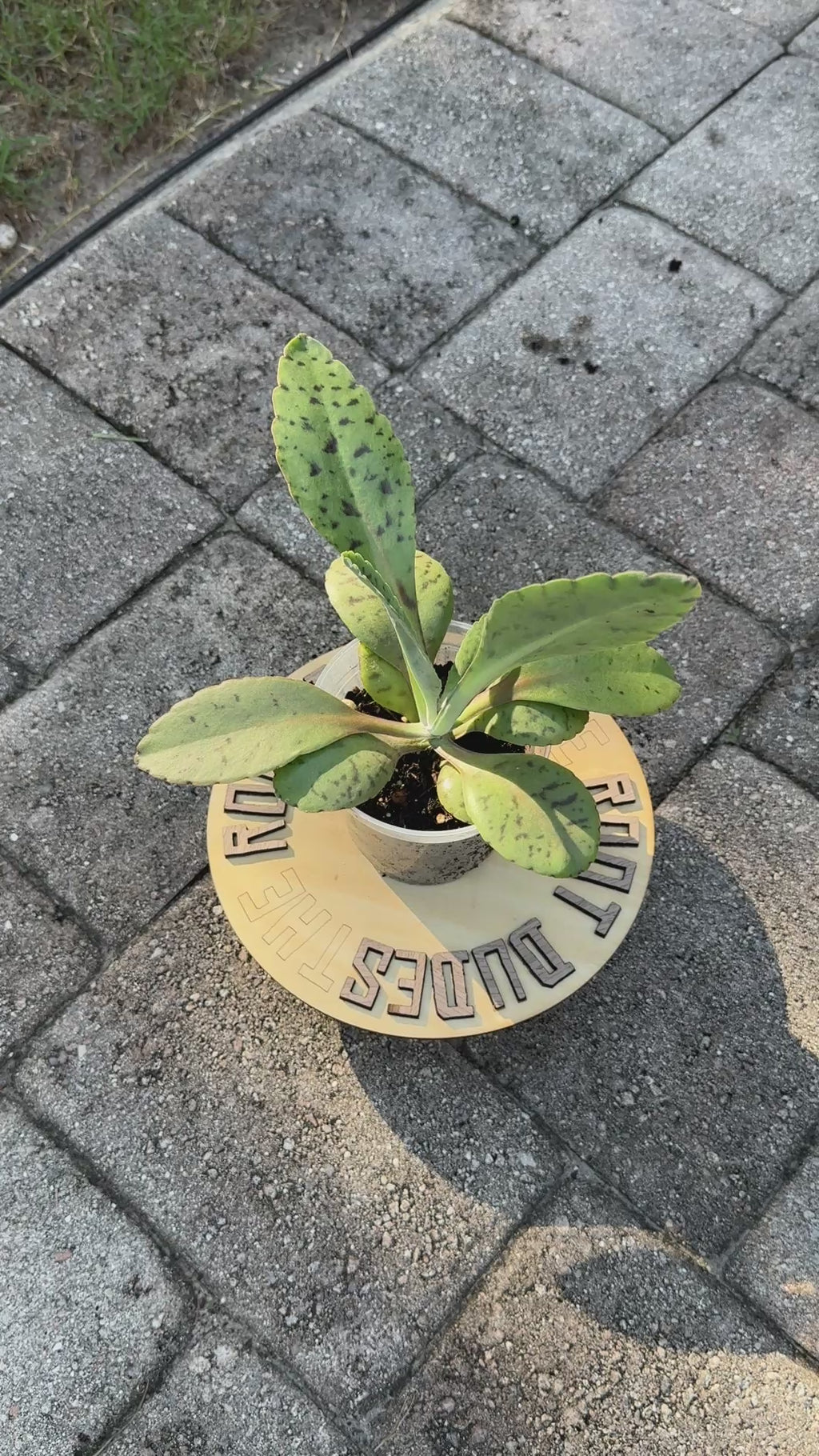 Goat’s Ear Plant Starter – Donkey Ear Kalanchoe