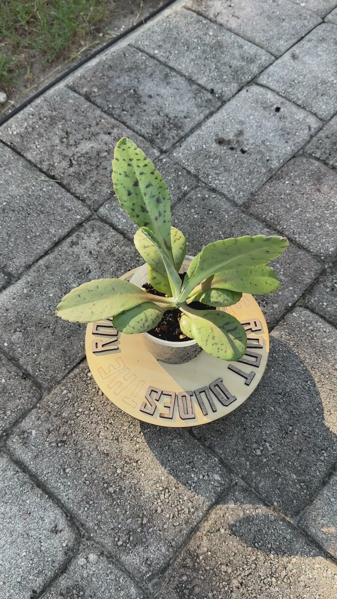 Goat’s Ear Plant Starter – Donkey Ear Kalanchoe