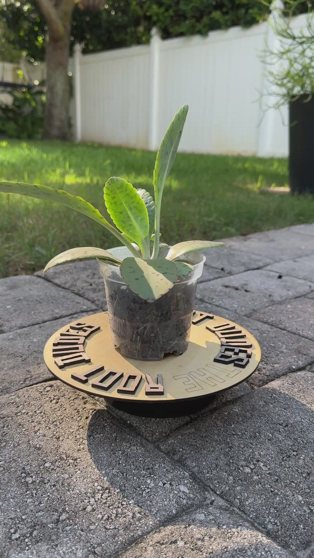 Goat’s Ear Plant Starter – Donkey Ear Kalanchoe