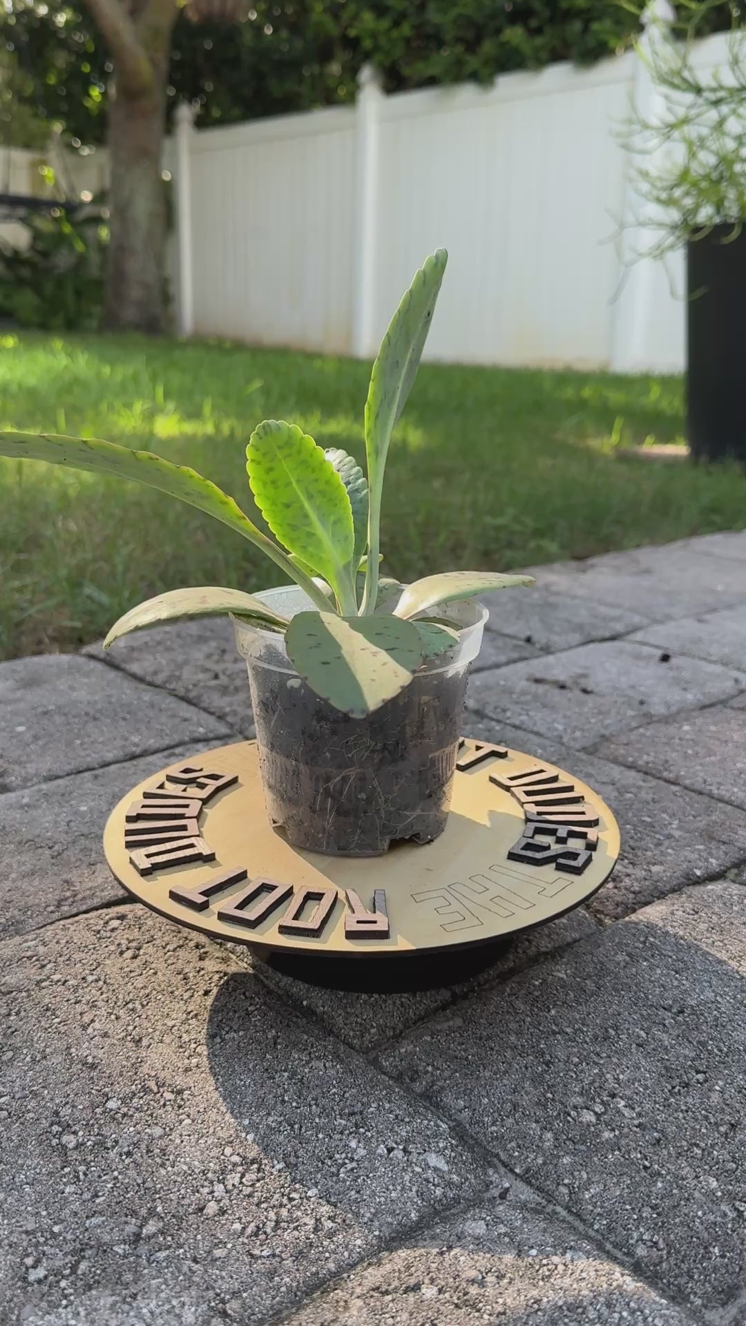 Goat’s Ear Plant Starter – Donkey Ear Kalanchoe