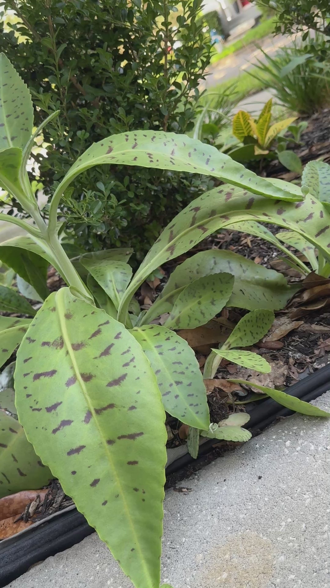Goat’s Ear Plant Starter – Donkey Ear Kalanchoe
